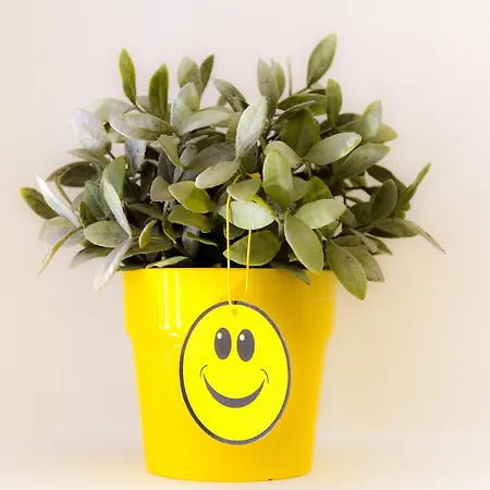 شقة رينبوو أيا نابا